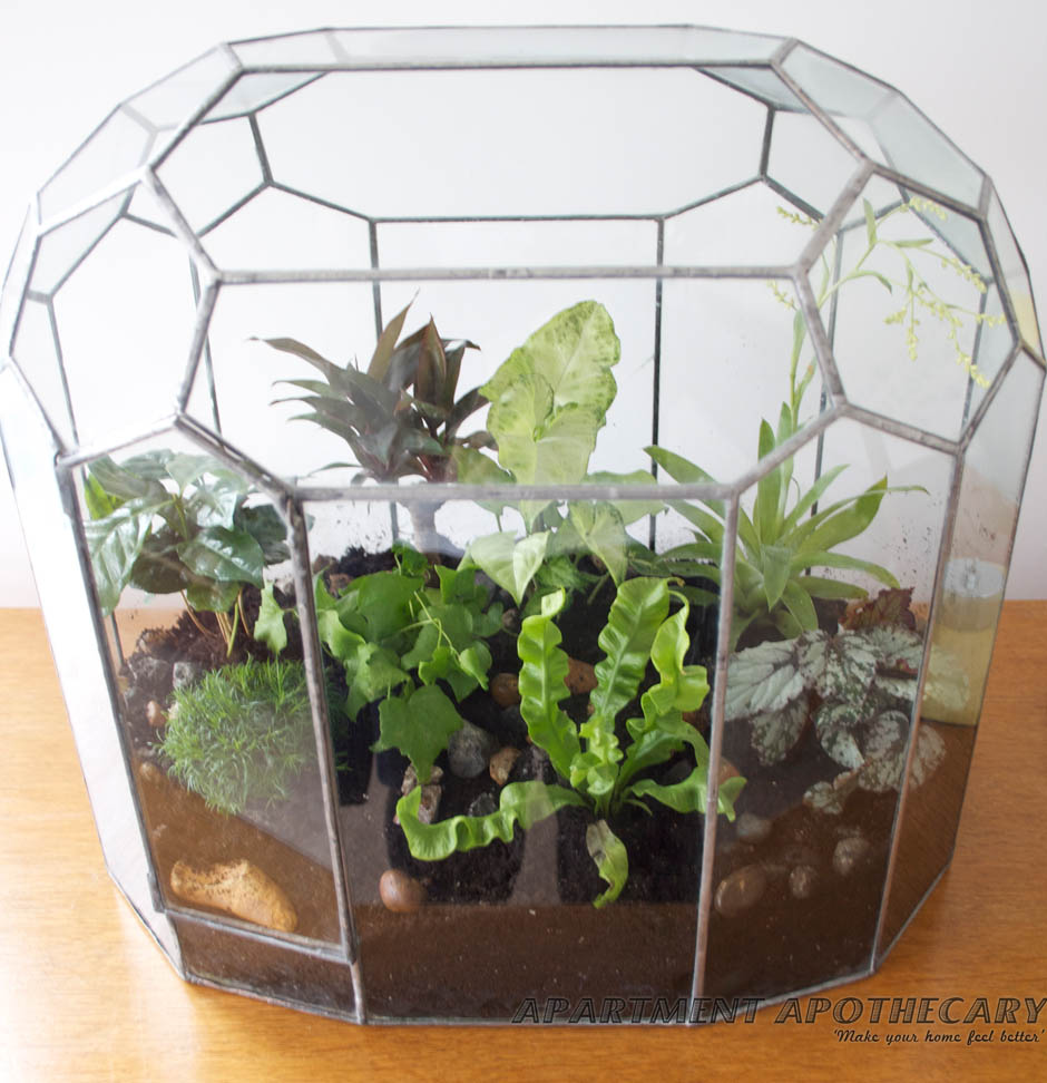 How to plant a Victorian terrarium How to plant a Victorian terrarium
