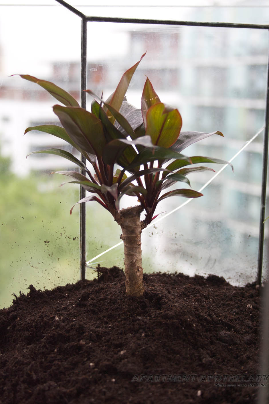 How to plant a Victorian terrarium How to plant a Victorian terrarium
