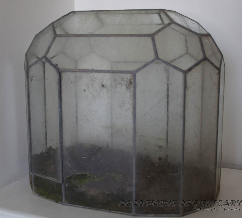 Antique Victorian terrarium Antique Victorian terrarium
