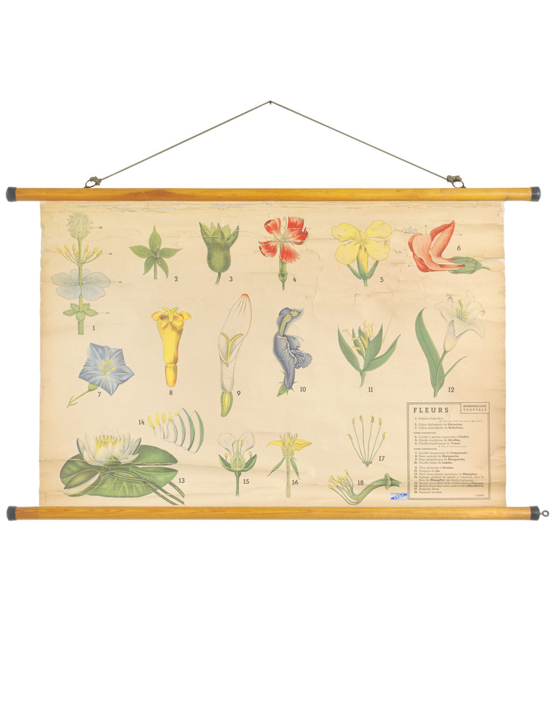 Vintage French educational wall chart from Wallography www.apartmentapothecary.com