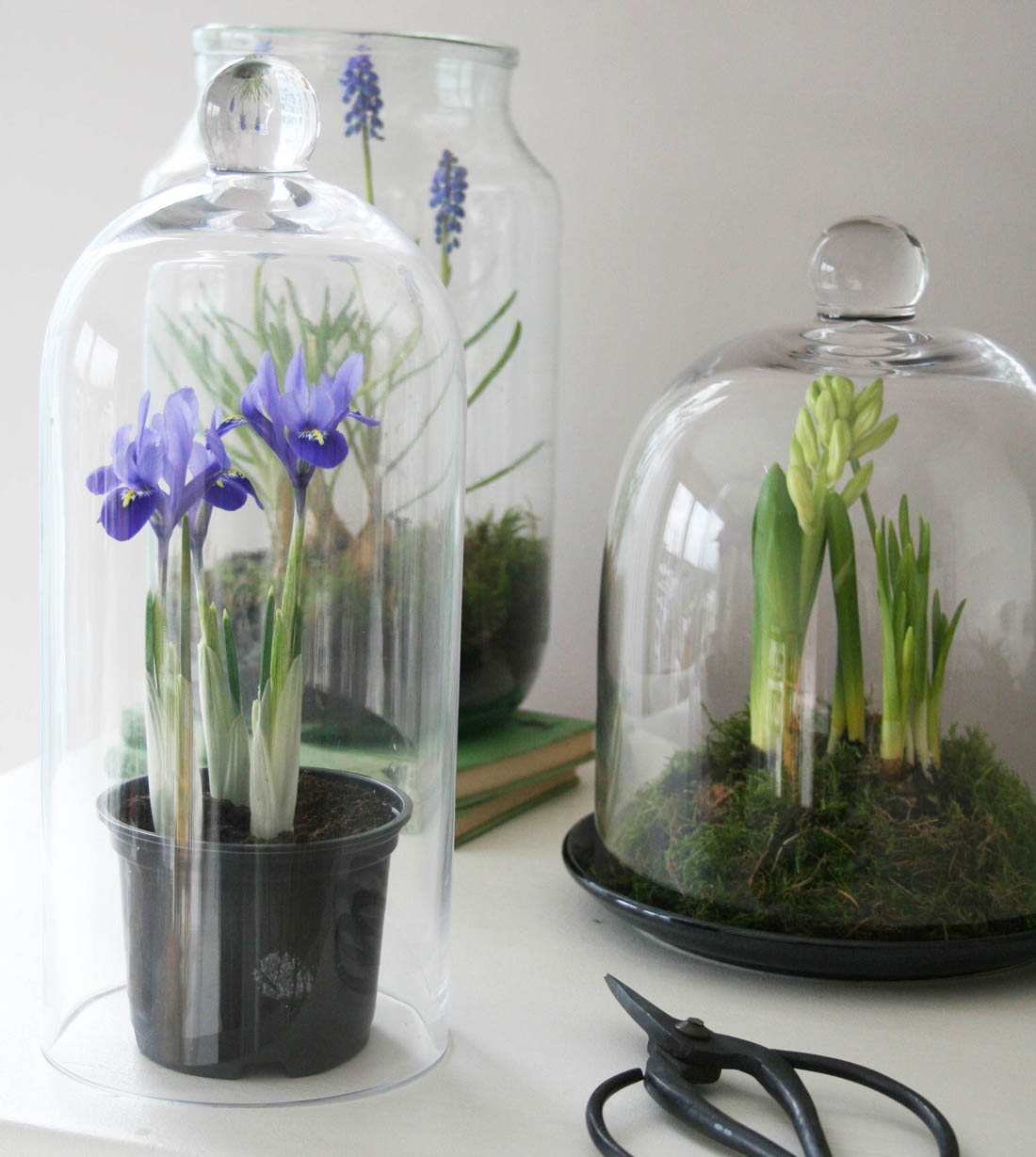 Styling the Seasons - March | Apartment Apothecary | Indoor bulbs | Plants under cloche